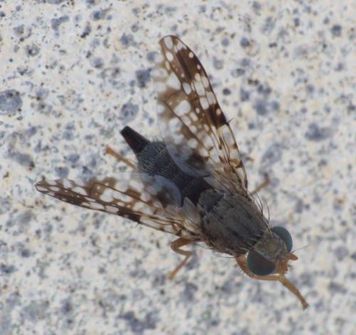 Réf. 282 030 : Tephritis sp.